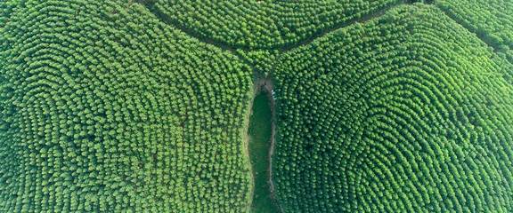 廣西鹿鼎林業集團有限責任公司承接總公司業務介紹